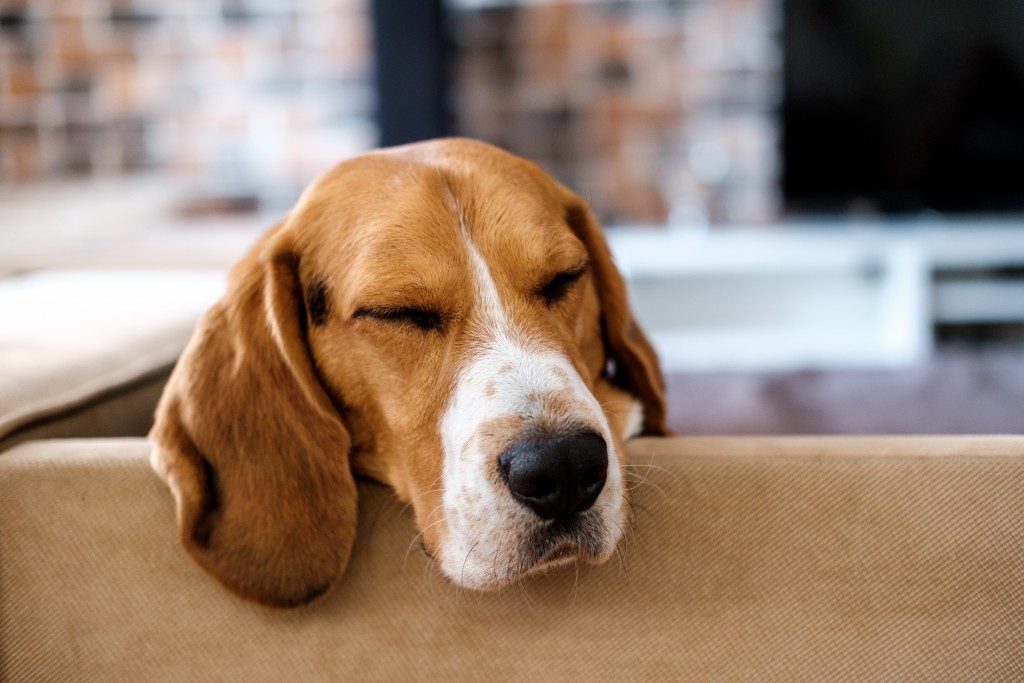 Sleeping beagle on the couch