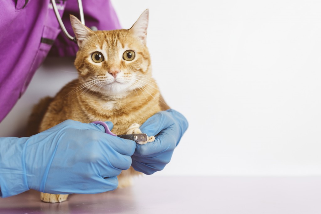 cat with vet