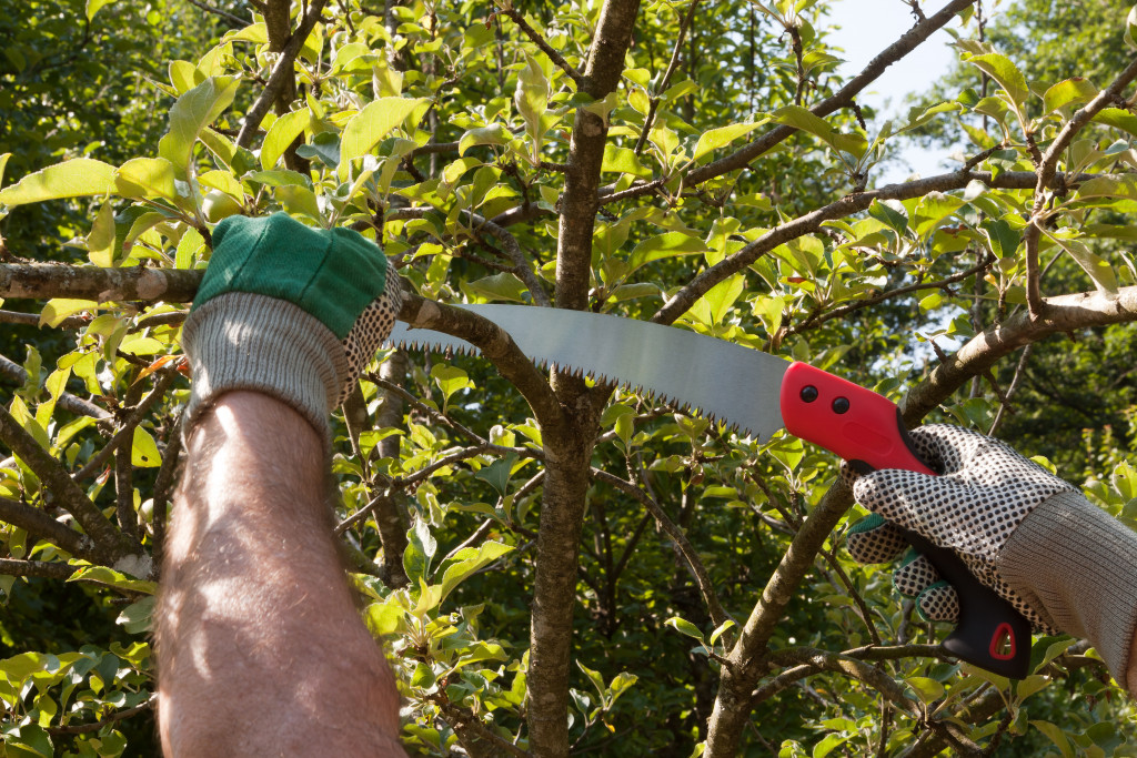 cutting tree branches
