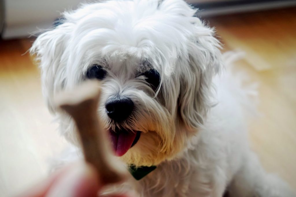 dog waiting for treats