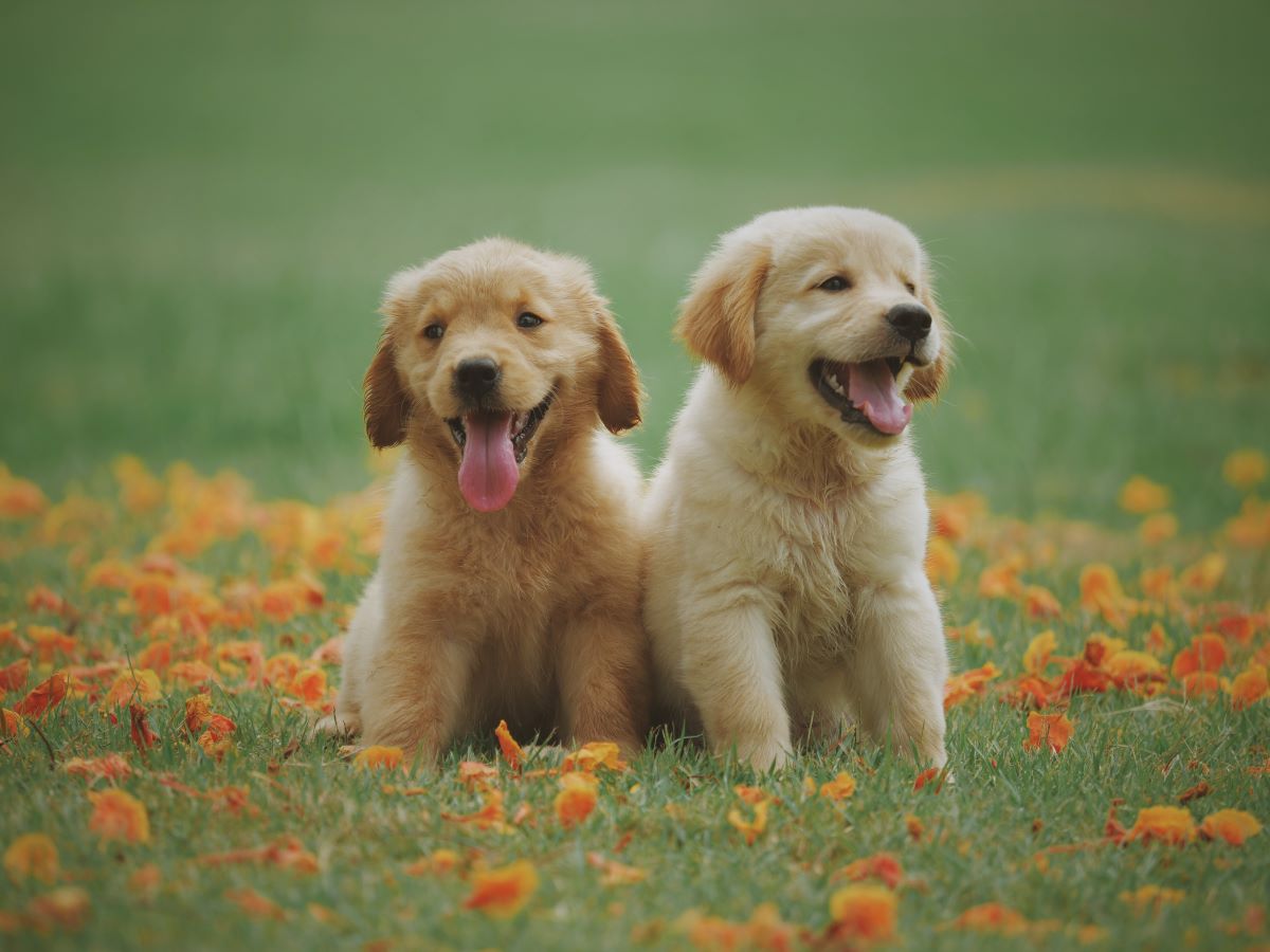 2 labrador puppies