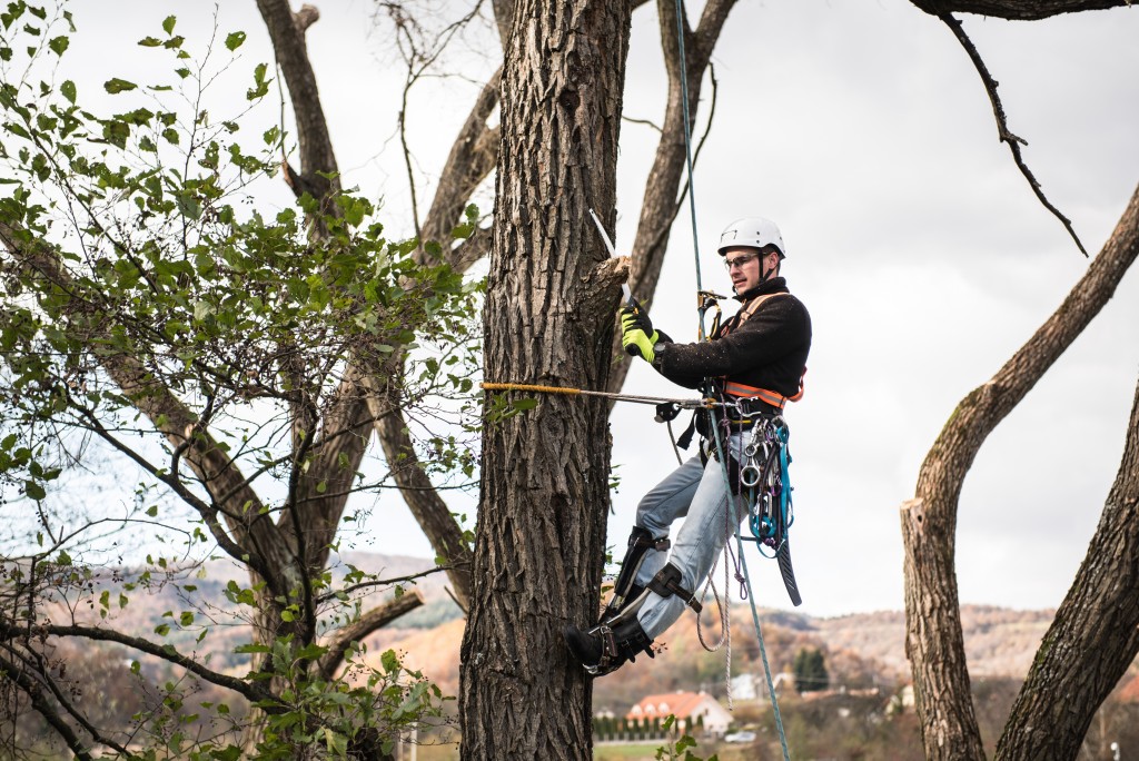 Lumberjack with saw and harness pruning a tree
