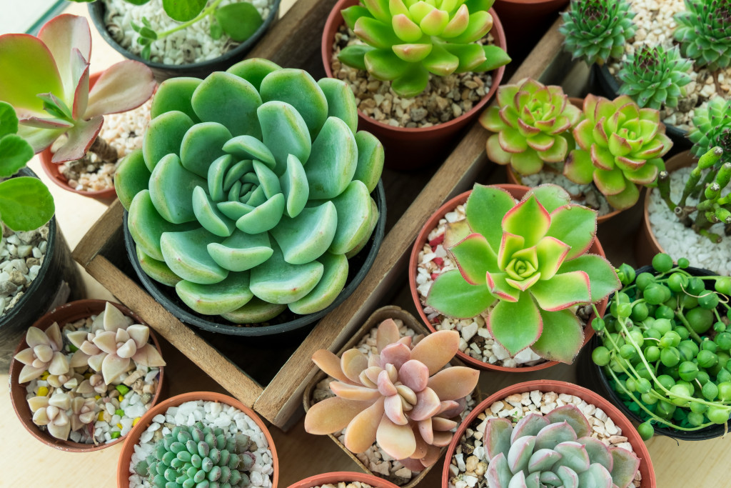various types of succulent plant pot