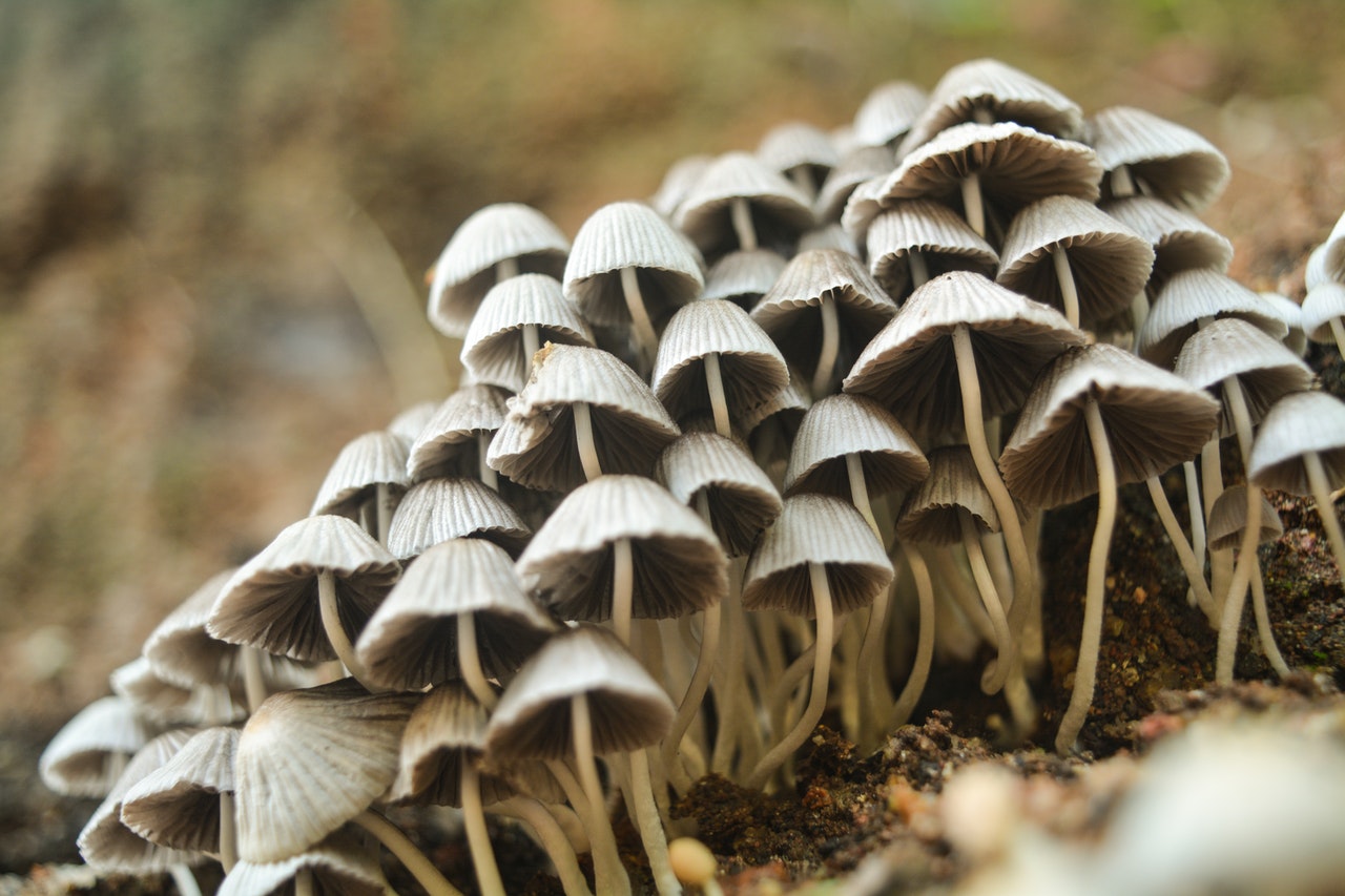 a group of mushroom