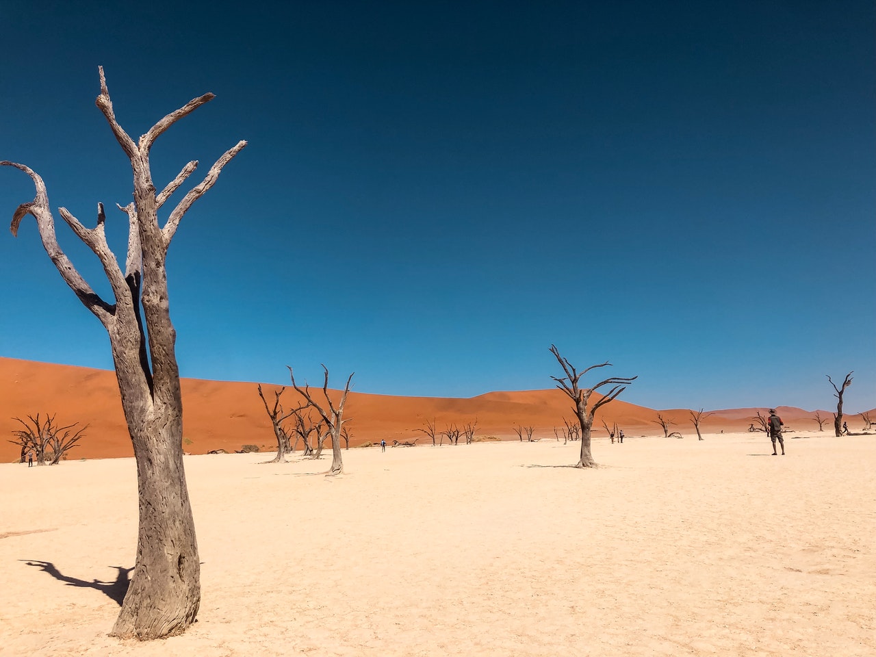 dead trees on a desert