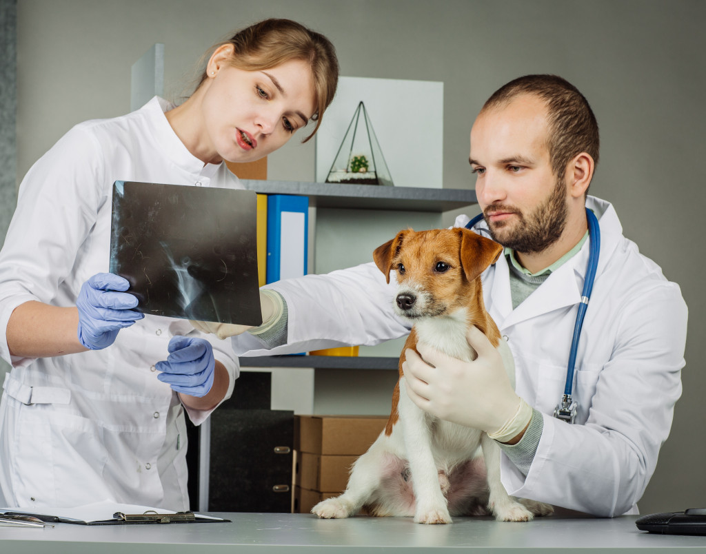 vet and his assistant looking at the dog's x-ray results 