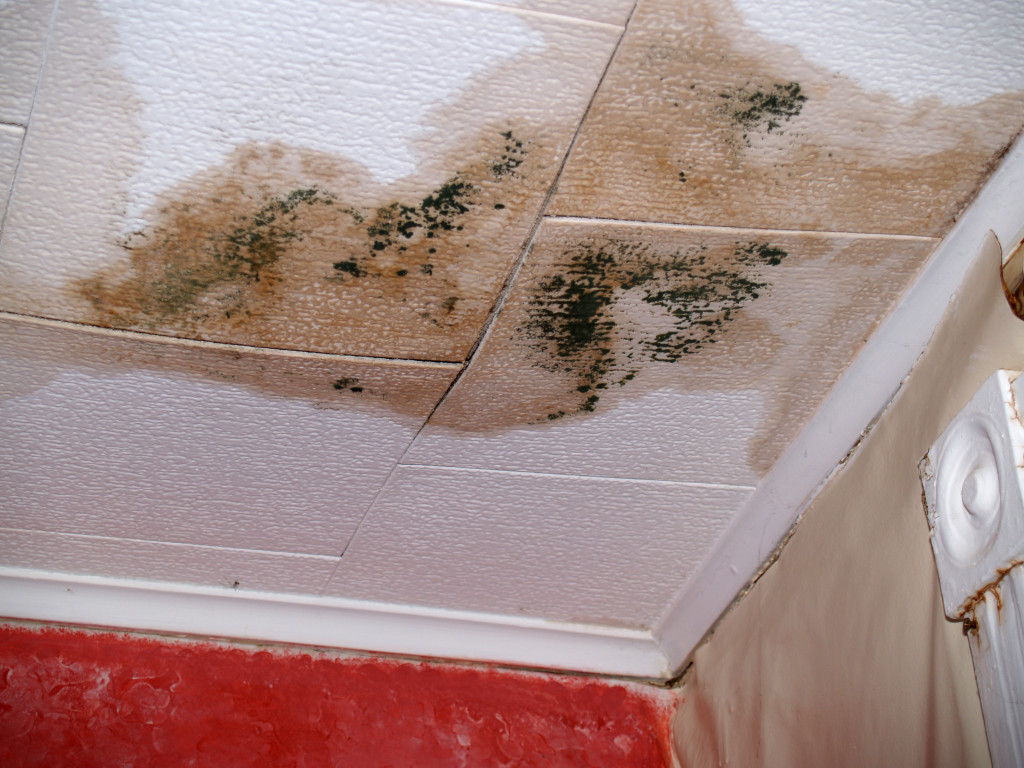 Damaged ceiling with wet spots and mould growth