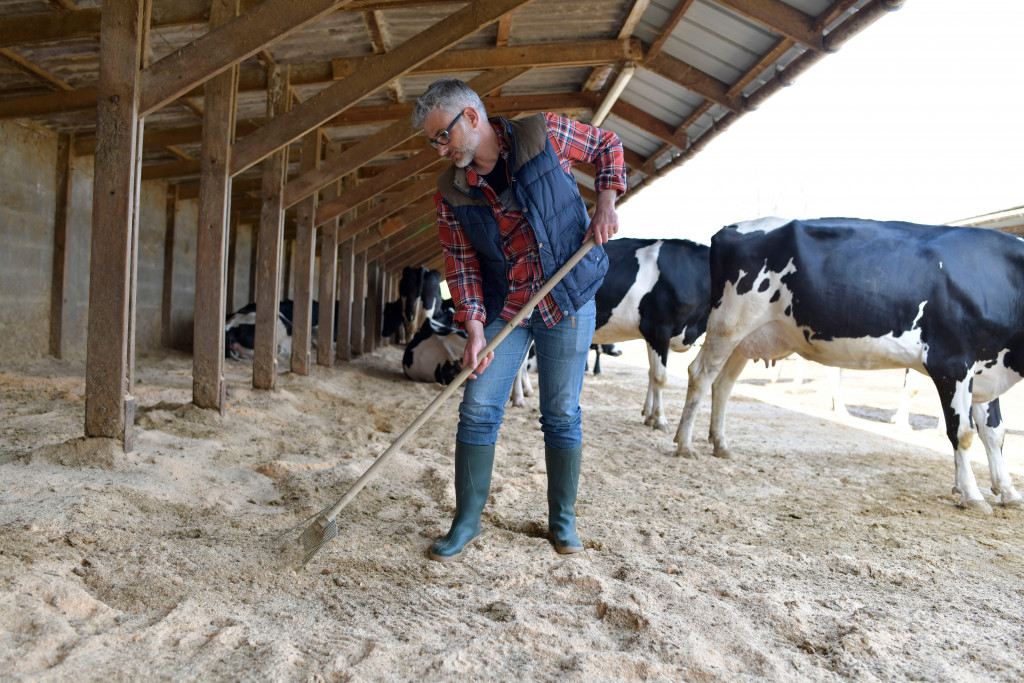 Man shovels some dirt in farm while surrounded by cows