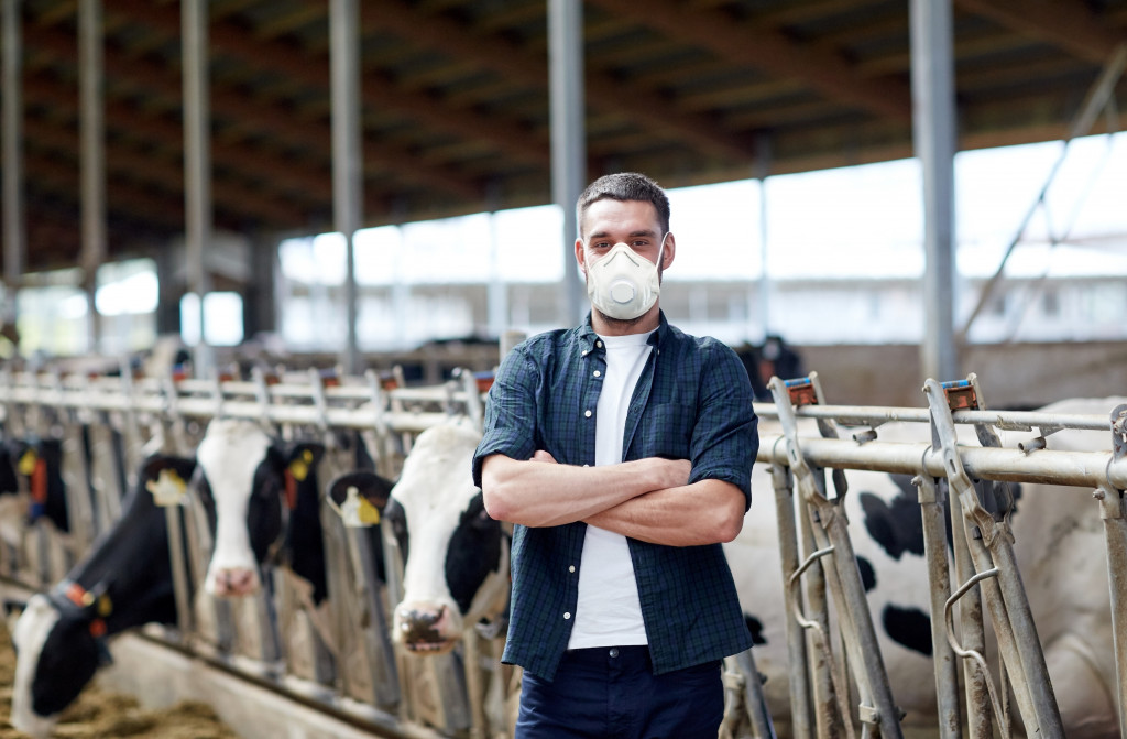 agriculture industry, farming and animal husbandry concept - young man or farmer wearing face protective medical mask for protection from virus disease with herd of cows in cowshed on dairy farm