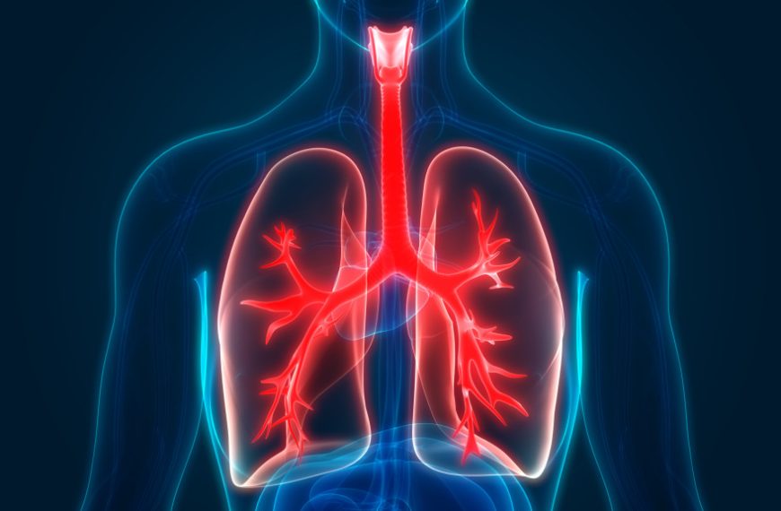 An image of a human respiratory system