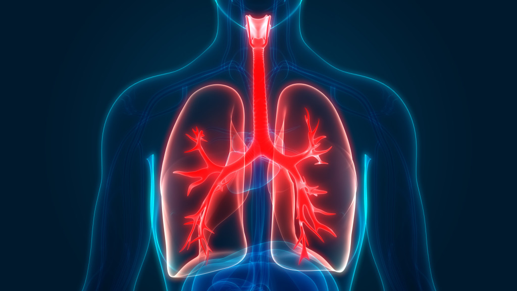 An image of a human respiratory system